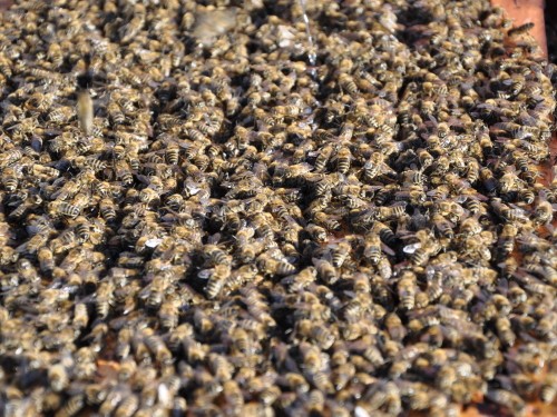 Kranjska čebela (Apis mellifera carnica) na satju